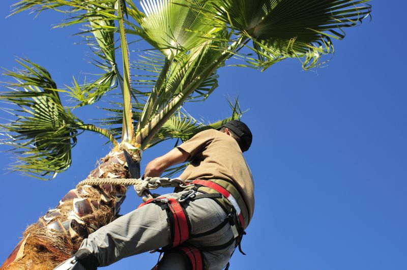Local Palm Tree Planting pros at work