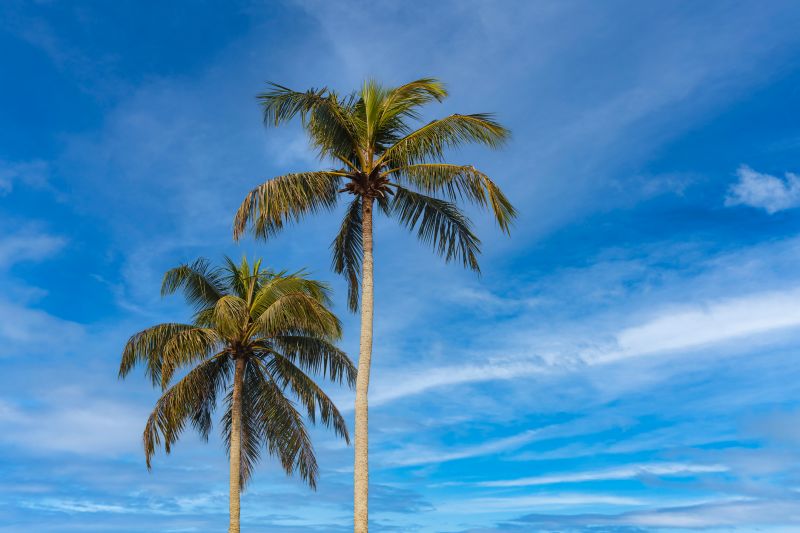 Palm Tree Planting detail