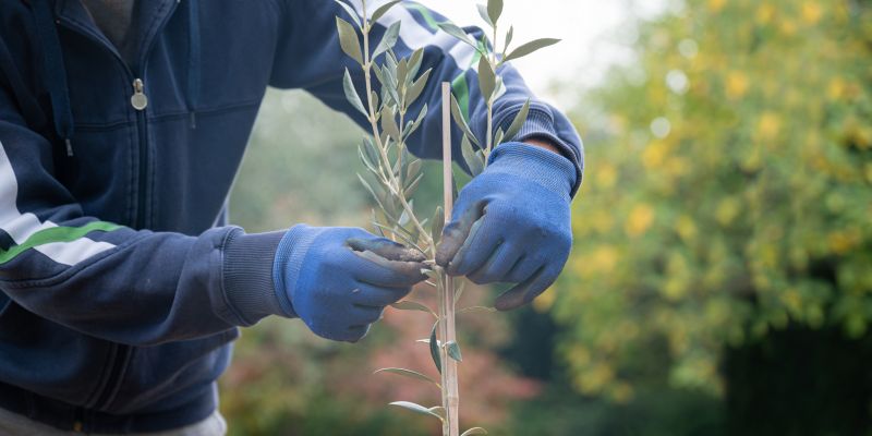 Palm Tree Planting detail