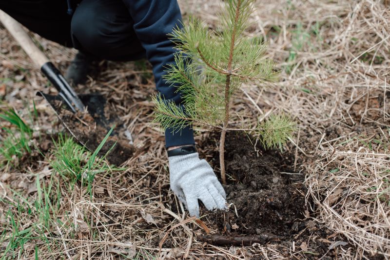 Palm Tree Planting detail